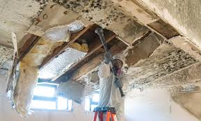 Environmental Consulting for Mold Prevention in Kendale Lakes, FL